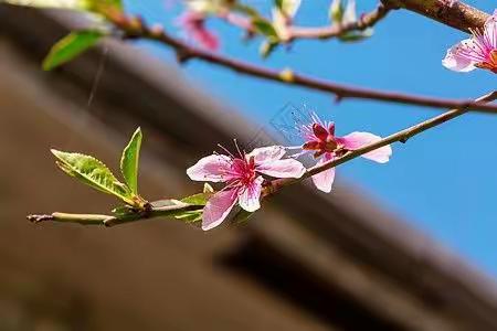 疫情难阻春风至 线上教研进行时——化学备课组线上教研