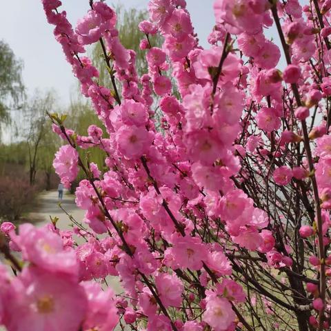 春暖花开的季节