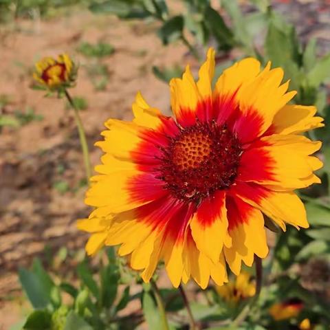 停课不停学    云端再相守