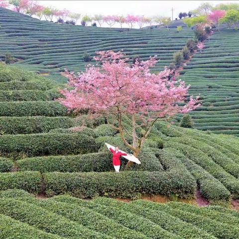 灼灼粉樱花   油油绿春茶     行摄福建永福樱花园