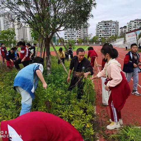 除草美校园 劳动践初心——云凤实验小学六年级组织开展劳动教育实践活动