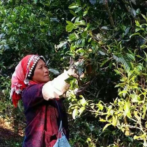 老班章的故乡“帕沙古寨” 茶香怡人