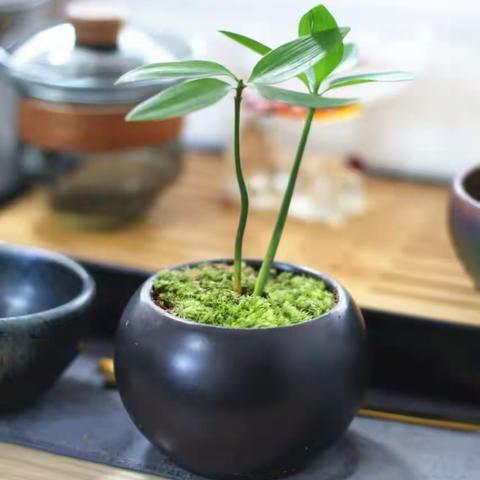 三月的花，四月的你，岭庄中学迎接春天的美好。