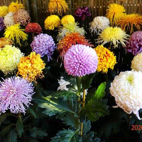 秋来赏菊正当时   2020.11岳麓山