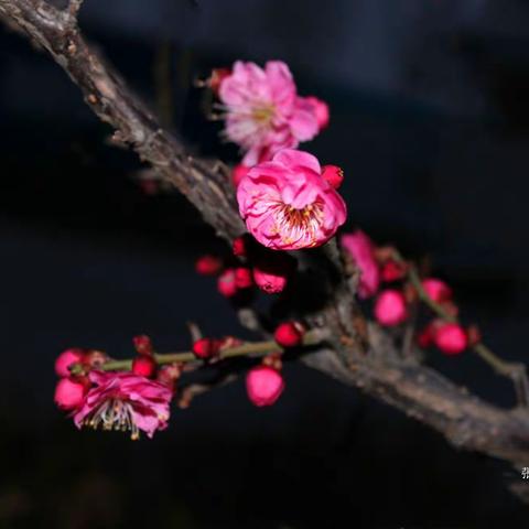 又是一年梅花开（一）