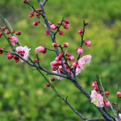 又是一年梅花开（二）