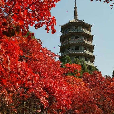 层林尽然，万山红遍！