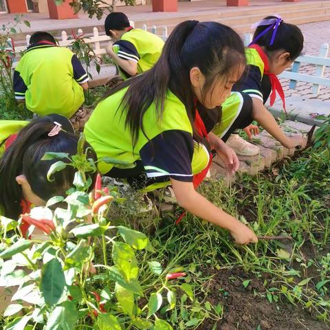 勤奋劳动   创造幸福一一长凝镇中心小学