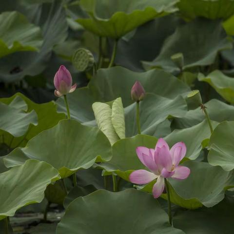 夏  雨  荷