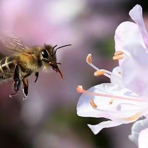 三生三世，桃花开