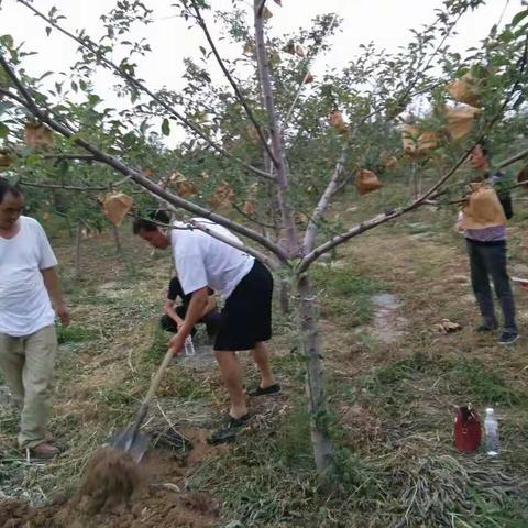 在回访部分果农果树发现树体弱，由于使用劣质肥料使根系全部死亡，很难有措施挽救