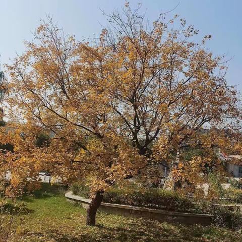 借力视导，奋力前行——县教研室来我校进行教学视导工作