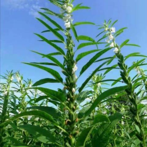 芝麻开花节节高