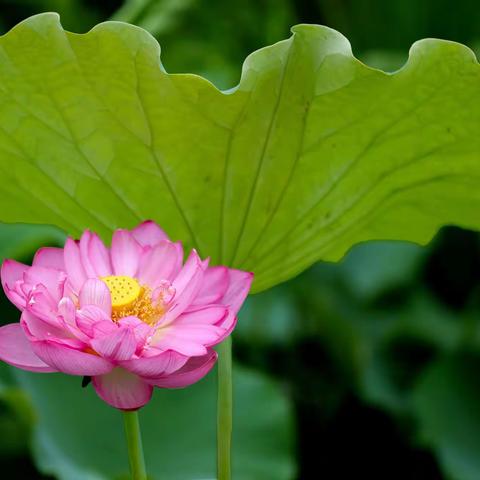 初夏荷花亦样红