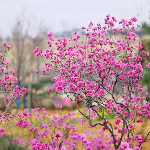 田园响水沟  蒙山杜鹃花