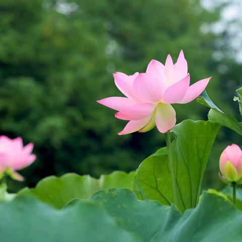 雨后芙蓉