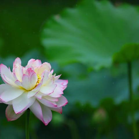 雨中荷花