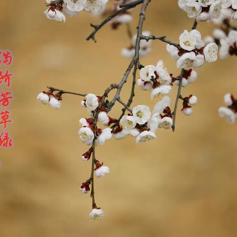 春来芳草绿 满园杏花香