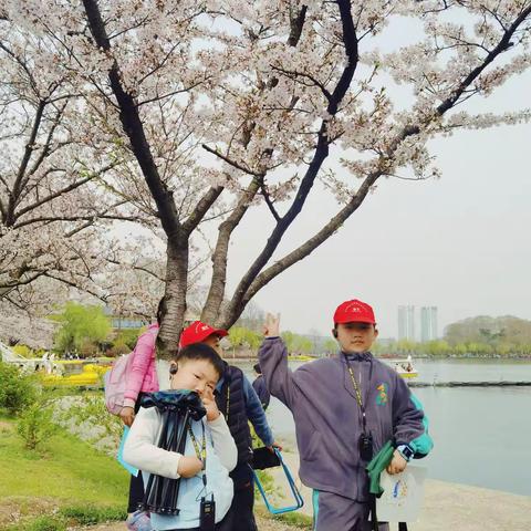 玄武湖赏樱花听历史