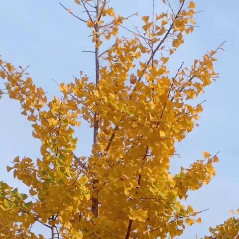 【明德•教研】深耕课堂促高效  拔节生长展风采——沂堂镇明德小学语文人人一节达标课活动总结