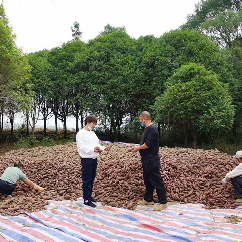百亩红薯喜获丰收 带动农民致富