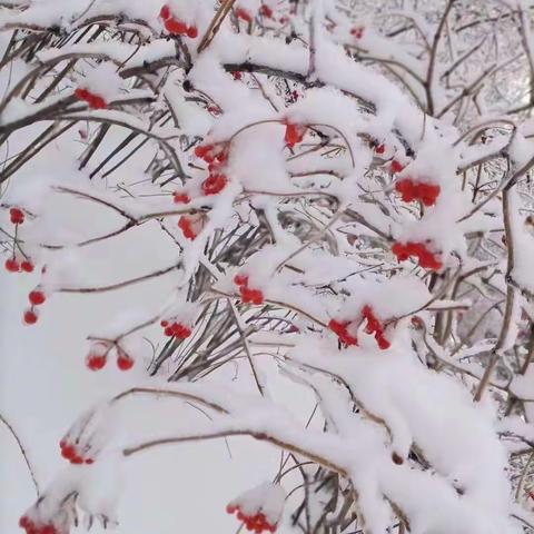 立冬•第一场雪——凤城高中2020级开展“咏雪”主题诗歌征文比赛活动