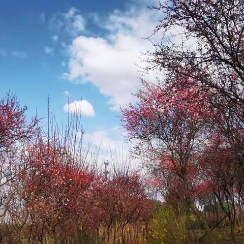 我在春天等你