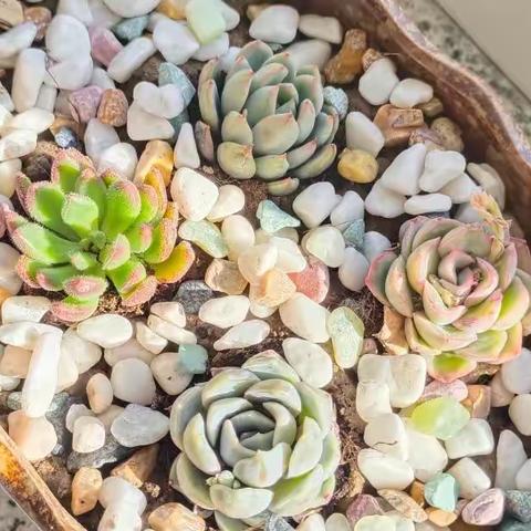 朝阳县黑牛营子乡五家子小学线上教学第四周周报