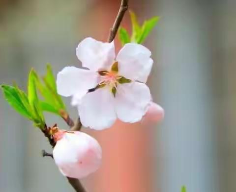 疫散终有时，春暖花自开——五家子小学开学前核酸检测工作纪实