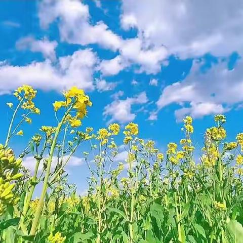 朝阳县黑牛营子乡五家子小学线上教学第五周周报