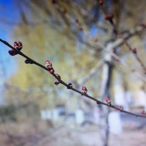 春暖花开