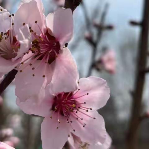 一枝独秀不是春，百花齐放春满园—杏园教育集团汤头小学英语老师参加河东区线上教学工作专题会议