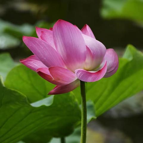 🌷《六月荷花颂》🌷