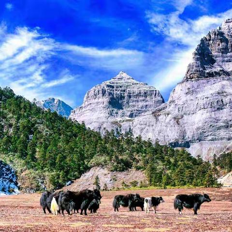 香格里拉巴拉格宗风景名胜区+普达措国家公园两日游