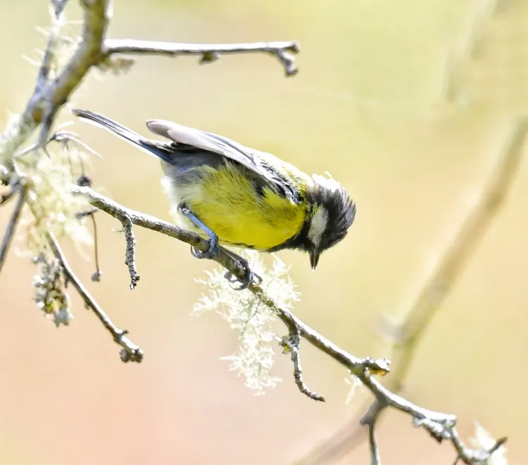 西藏摄鸟行之（40）—山雀家族的稀有物种绿背山雀《加新》