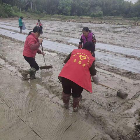 开展党员先锋助力早稻生产活动