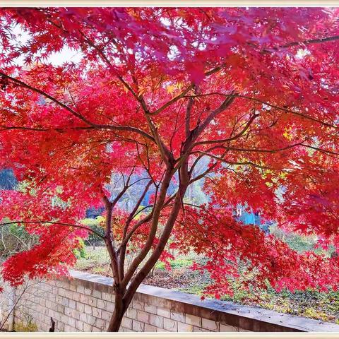 四季变幻小区美