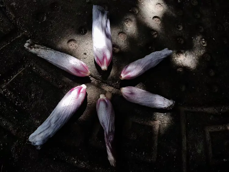 花之凋谢腐烂乃自然规律，正如人的生死存亡，谁也左右不了！有些花儿虽已凋谢，但它仍然努力绽放着自己