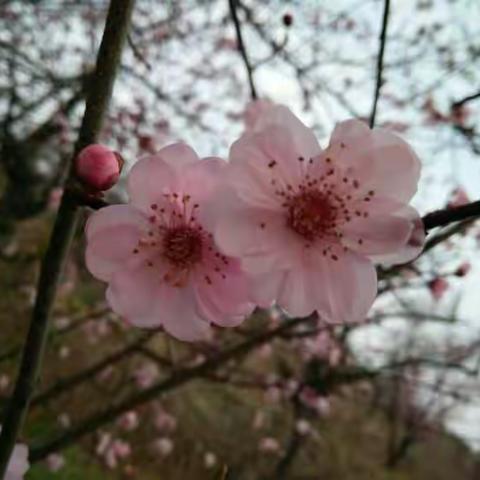 陪你看一季梅花雨