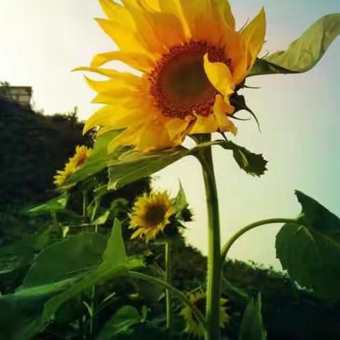 阳春时节正努力，葵花青青向太阳！