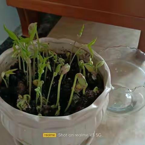 豆豆成长记一第六天