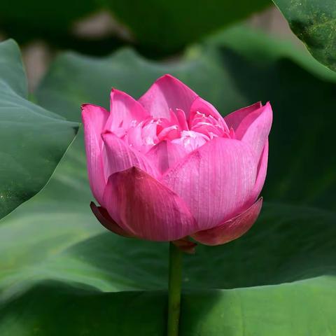 西埂莲乡荷花节