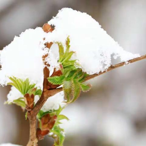 春游拍花