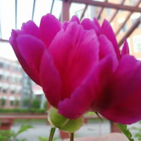 喜迎新舂，观赏风景！