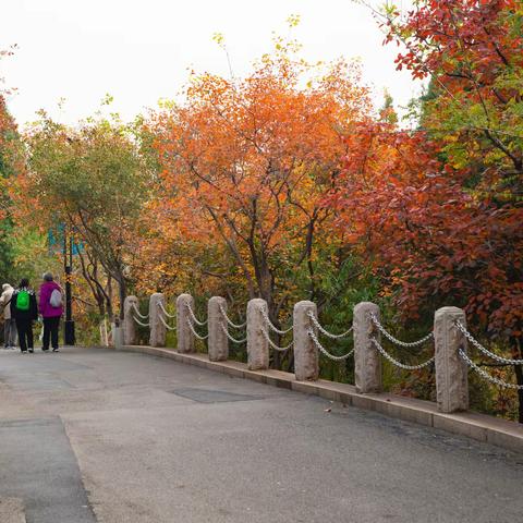 镜头下的千佛山公园秋色