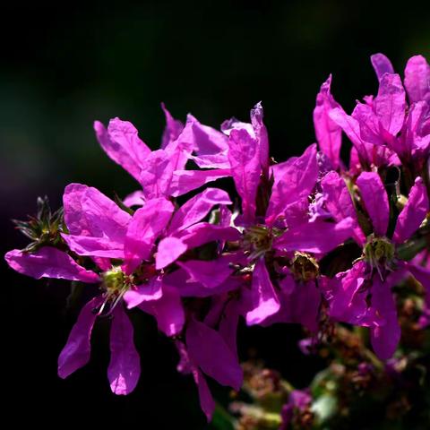 泉城公园映日湖畔的千屈菜