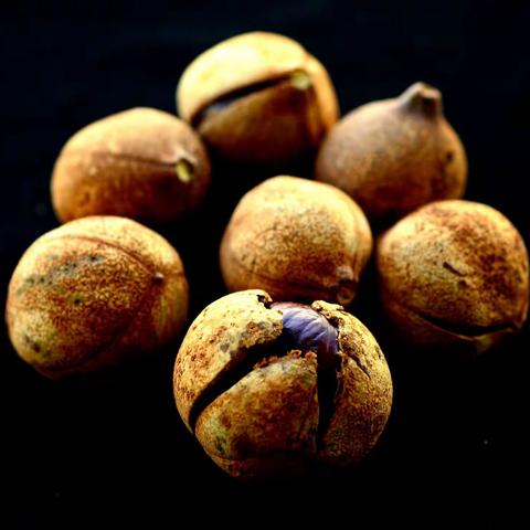 泉城公园的七叶树结果了