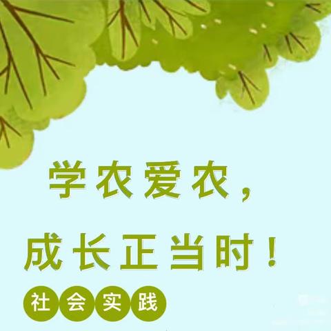 【党建+队建】我劳动，我快乐——兴业县城隍镇城隍小学小学开展学农社会实践活动纪实