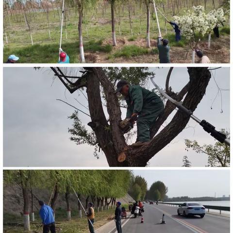 沿黄生态廊道护绿忙