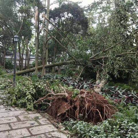 罗芳公园迅速行动，全面清理恢复园区